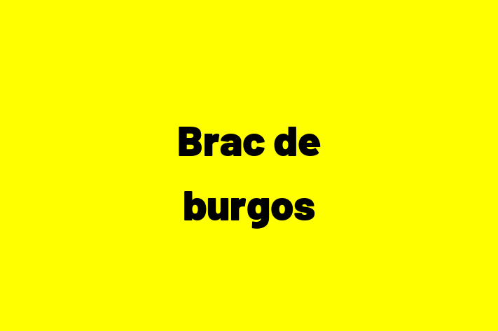 Adoptă acest Brac de burgos de 3 luni! jucăuș și afectuos, vaccinat și în așteptarea unei noi familii. Preț: 2,900.00 Lei. Contactează Diana la (061) 444 328.