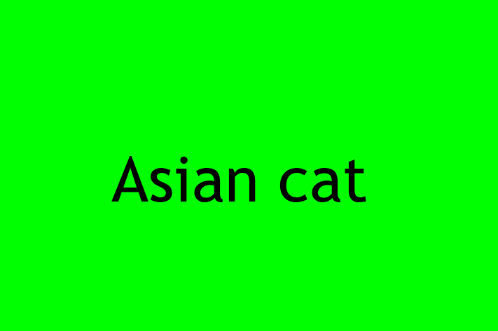 Asian cat Pisica Pregtit pentru o Cas in Cahul