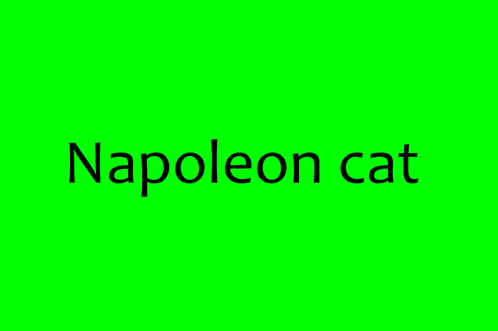 Adopta un Pisica Napoleon cat Disponibil in Bli