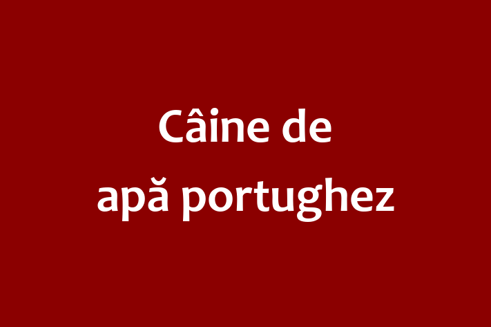 Adopta un Adorabil Câine de ap portughez Câine in Anenii Noi