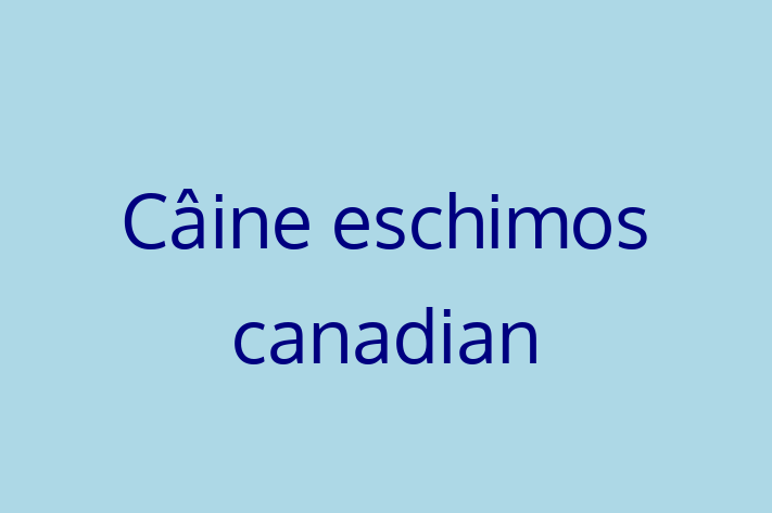 Acest Câine eschimos canadian de 1 an este calm și iubitor și gata să fie adoptat. Vine cu toate vaccinările necesare. Preț: 400.00 Lei.
Contactează Emil la (0275) 366713 pentru o vizită!