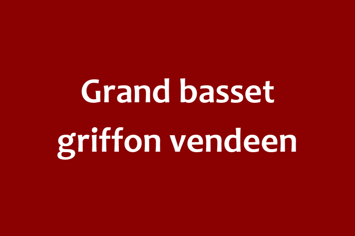 Grand basset griffon vendeen Câine de Adopie in Orhei