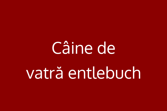 Acest câine de 2 luni este loial și protector și disponibil pentru adopție. Prețul este de 1,550.00 Lei, iar toate vaccinările sunt la zi.
Contactează Ion la (0250) 867911 pentru mai multe informații.