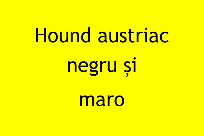 Adopt un Frumos Hound austriac negru i maro Câine in Dondueni