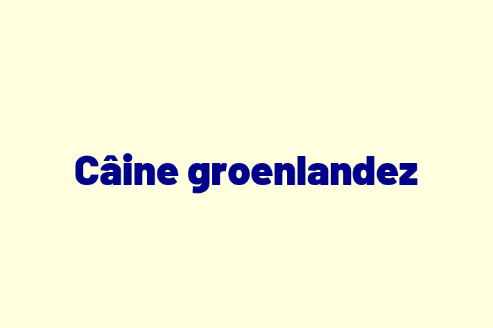 Adopta un Câine groenlandez Câine in Basarabeasca