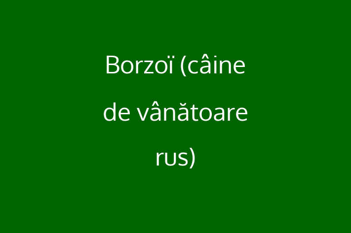 Borzo cine de vntoare rus Câine Disponibil Acum in Drochia