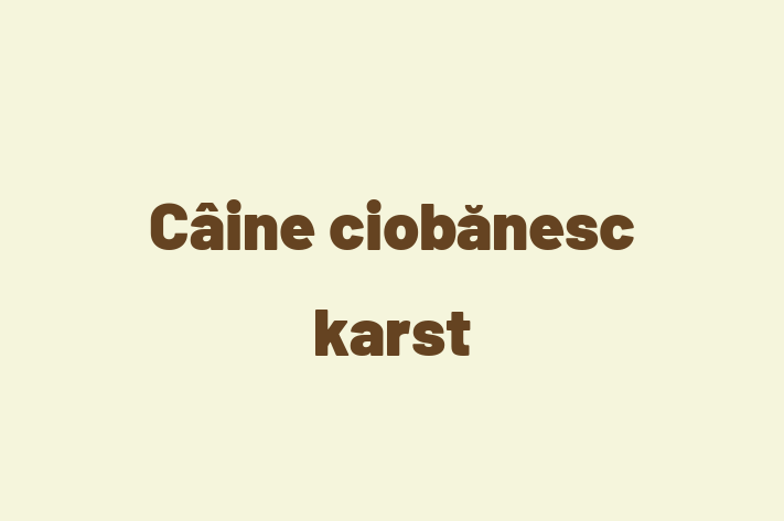 Acest Câine ciobănesc karst este blând și prietenos și gata să se mute într-o nouă casă! Este sănătos și la zi cu toate vaccinările. Contactează Emil la (021) 146816 pentru preț și mai multe detalii.