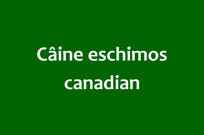 Adopta un Câine eschimos canadian Câine Fericit in Edine