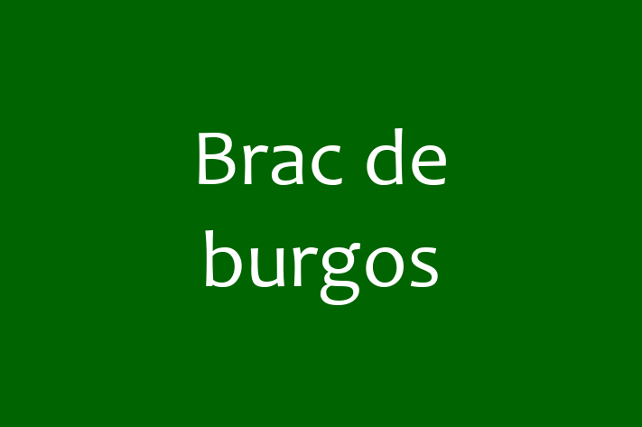 Brac de burgos Câine de Adopie in Ocnia