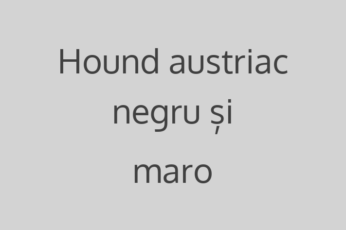 Adoptă acest Hound austriac negru și maro adorabil de 1 an astăzi! jucăuș și afectuos, sănătos și complet vaccinat. Disponibil acum pentru 2,950.00 Lei.
Contactează Valentina la (067) 17 723 pentru mai multe detalii!