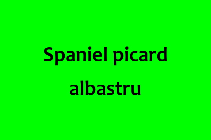 Acest Spaniel picard albastru de 1 an este gata să aducă bucurie familiei tale. Sănătos, vaccinat și socializat. Nu rata această ocazie!
Preț: 2,000.00 Lei. Contactează Radu la (062) 301 290.