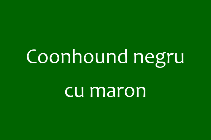 Puii noștri de Coonhound negru cu maron de 1 an sunt în așteptarea unei case iubitoare! Acești câine sunt energic și amuzant și gata să facă parte din familia ta.
Preț: 600.00 Lei. Contactează Cristina la (060) 611 748.