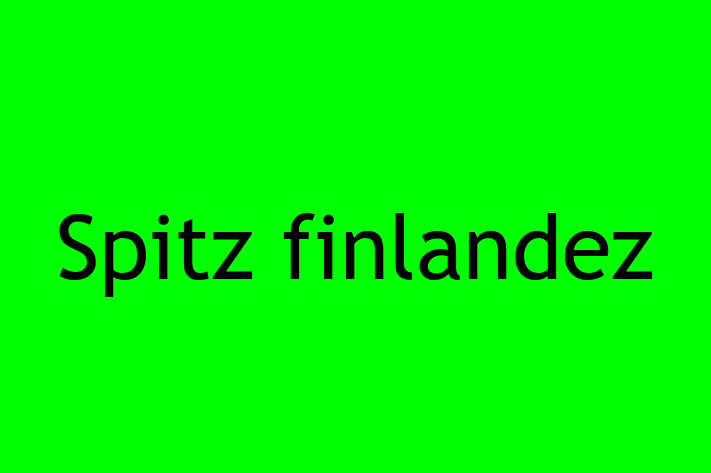 Spitz finlandez de Vnzare in Bli