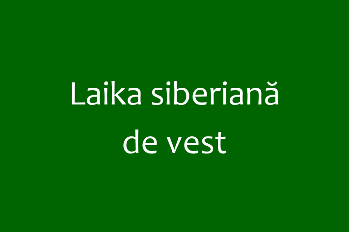 Adopta un Câine Laika siberian de vest Disponibil in Glodeni