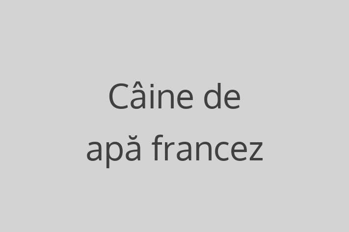 Adopta un Frumos Câine de ap francez Câine in Rezina