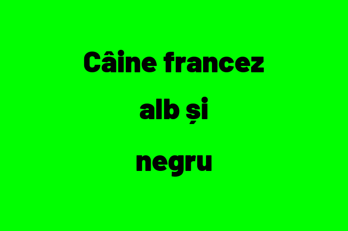 Acest Câine francez alb și negru de 1 an este energic și amuzant și în așteptarea unei familii iubitoare! La zi cu toate vaccinările. Preț: 2,200.00 Lei.
Contactează Sofia la (069) 838 96.