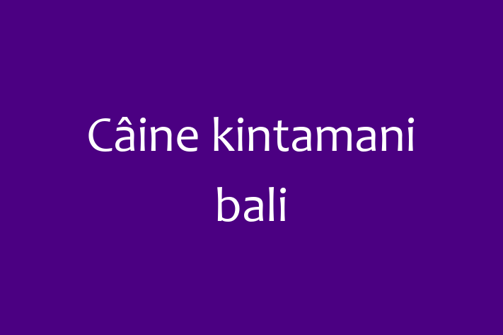 Al nostru Câine kintamani bali de 2 ani este perfect pentru familia ta! Sănătos, vaccinat și blând și prietenos. Preț: 1,350.00 Lei.
Contactează Ilinca la (021) 844173.