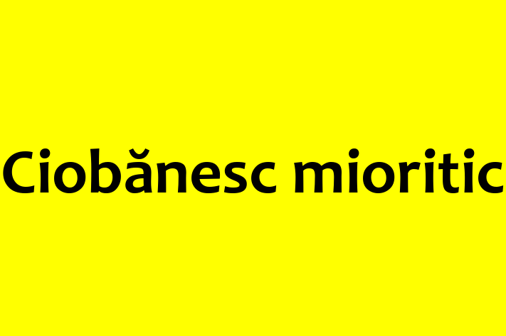 Ciobnesc mioritic Câine de Vnzare in Anenii Noi