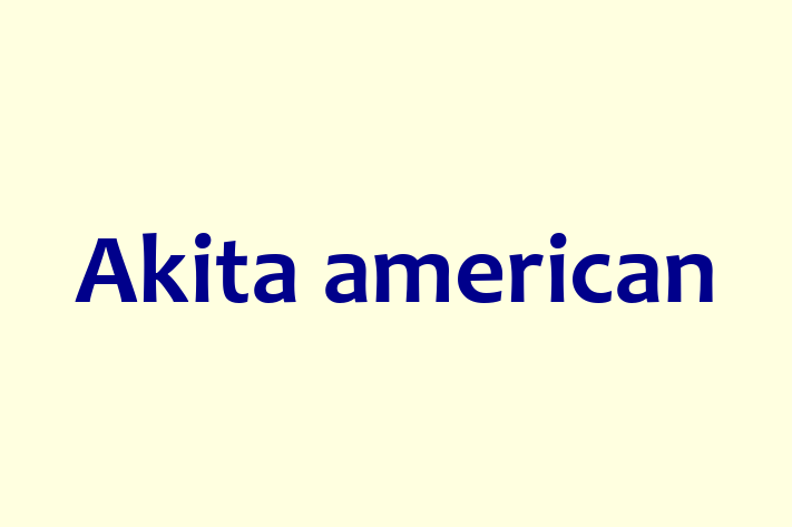 Akita american de Vnzare in Ialoveni