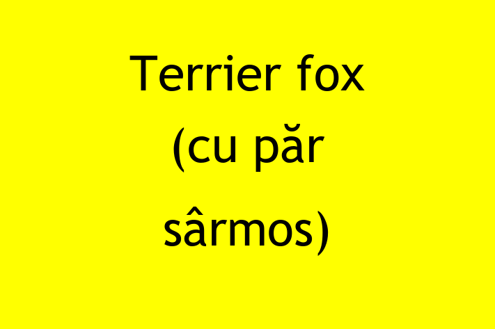 ntlnete Noua Ta Terrier fox cu pr srmos Câine in Briceni