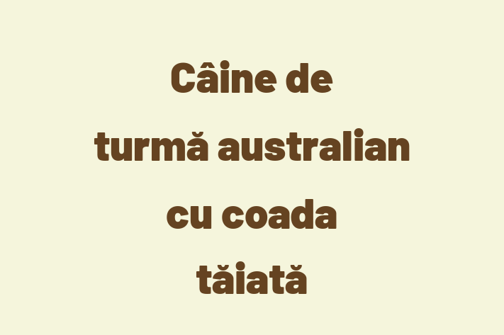 Cine de turm australian cu coada tiat Câine de Vnzare in tefan Voda