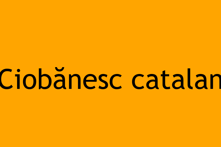 Ciobnesc catalan Câine Pregtit pentru o Cas in Tiraspol