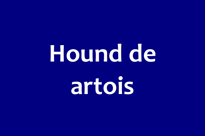 Un Nou Hound de artois Câine te Ateapt in Comrat