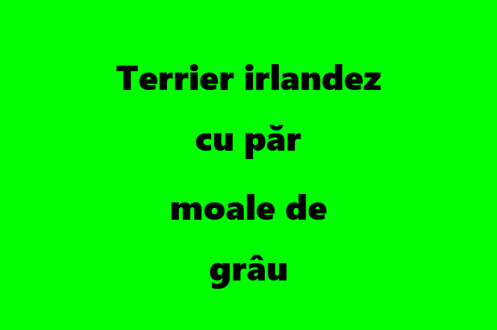 Al nostru Terrier irlandez cu păr moale de grâu de 2 ani este sănătos, calm și iubitor și gata pentru o casă nouă. Disponibil pentru 2,800.00 Lei.
Contactează Vasile la (0230) 758105.