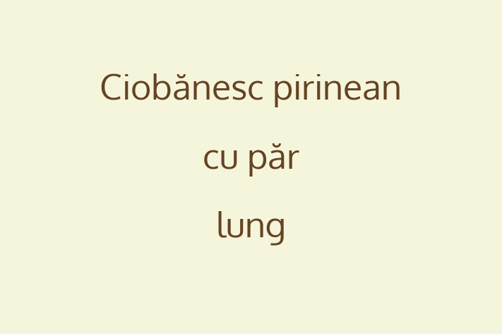 ntlnete Noua Ta Ciobnesc pirinean cu pr lung Câine in Anenii Noi