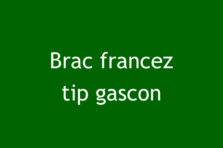 Acest Brac francez tip gascon de 9 luni este gata să aducă bucurie familiei tale. Sănătos, vaccinat și socializat. Nu rata această ocazie!
Preț: 2,250.00 Lei. Contactează Petru la (060) 393 348.