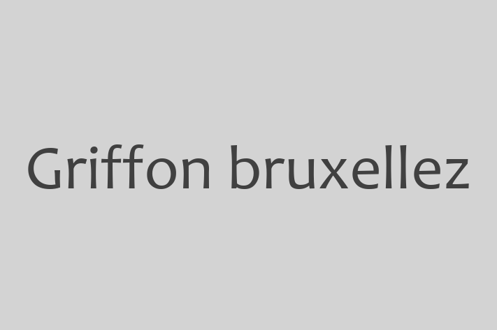 Descoper Noua Ta Griffon bruxellez Câine in Dondueni