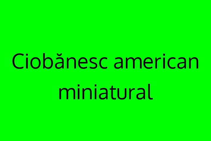 Adopta un Câine Ciobnesc american miniatural Disponibil in Chiinu