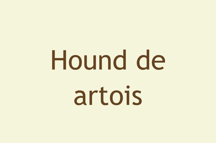 Descoper Noua Ta Hound de artois Câine in tefan Voda