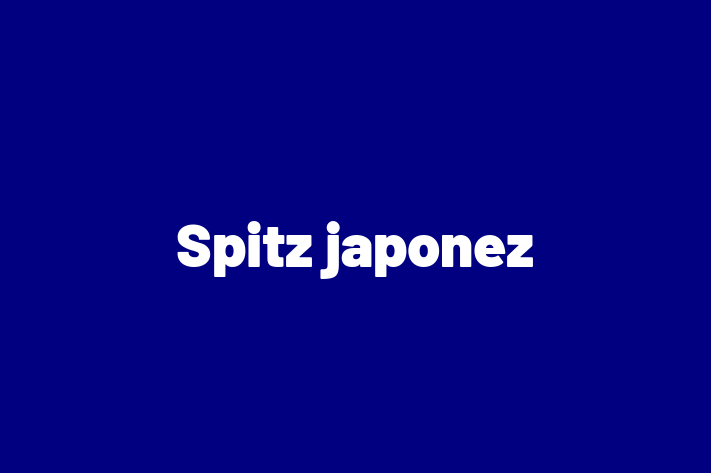 Spitz japonez Câine in Ialoveni Pregtit pentru o Nou Cas