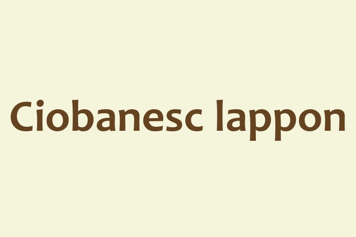 Al nostru Ciobanesc lappon de 1 an este sănătos, energic și amuzant și gata pentru o casă nouă. Disponibil pentru 2,300.00 Lei.
Contactează Lucia la (067) 342 183.