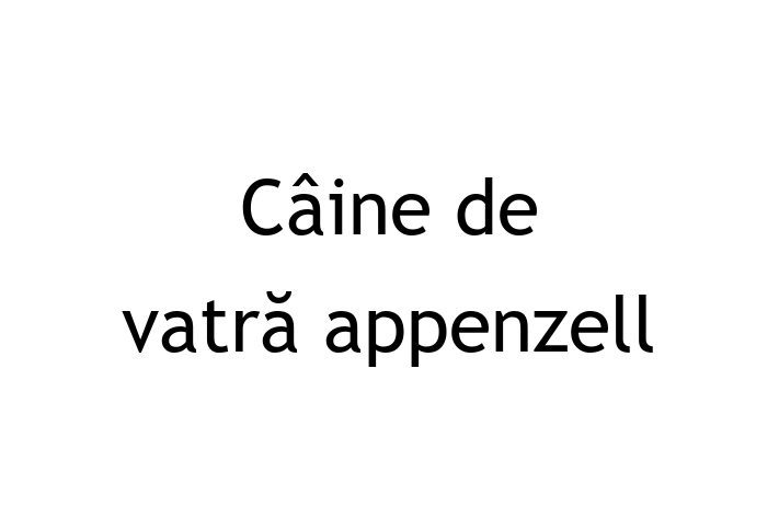 Întâlnește adorabilul nostru Câine de vatră appenzell de 1 an! Acest câine este plin de personalitate, bine socializat și gata să se alăture familiei tale. Este la zi cu vaccinările și vine cu dosar medical. Perfect pentru iubitorii de câine din Bălți.
Preț: 1,450.00 Lei
Contactează Viorica la (063) 901 794 pentru mai multe detalii sau pentru a programa o vizită!