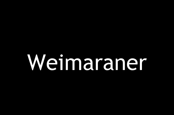 Weimaraner de Vnzare in Dubasari