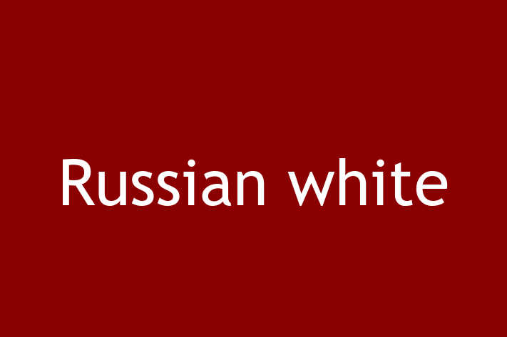 Acest Russian white de 1 an este grațios și liniștit și gata pentru o familie iubitoare. La zi cu vaccinările și gata să se alăture familiei tale.
Situat în Rezina, acest pisică adorabil este disponibil pentru 2,550.00 Lei.
Contactează Camil la (061) 911 20 pentru mai multe informații!