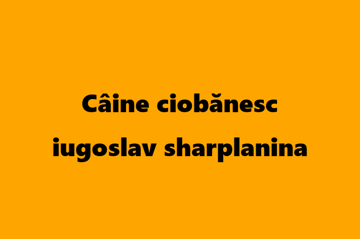 Cine Câine ciobnesc iugoslav sharplanina de Vnzare in Orhei