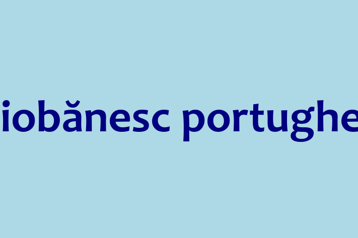 Ciobnesc portughez Câine Disponibil Acum in Straeni