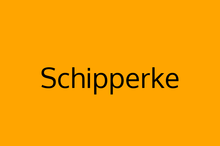 Schipperke de Vnzare in Cimilia