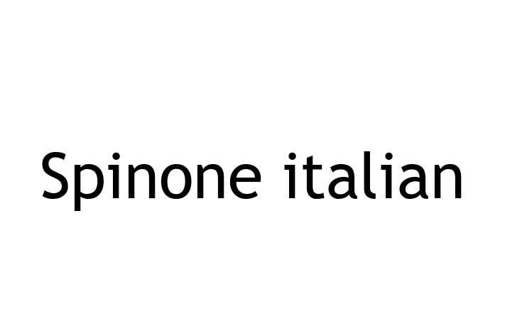 Un Nou Spinone italian Câine te Ateapt in Chiinu