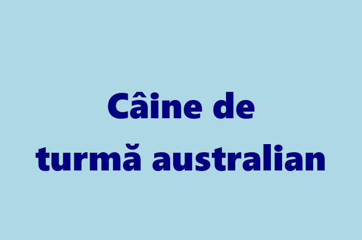 Adoptă acest Câine de turmă australian de 1 an! energic și amuzant, vaccinat și în așteptarea unei noi familii. Preț: 3,000.00 Lei. Contactează Eliza la (078) 59 694.