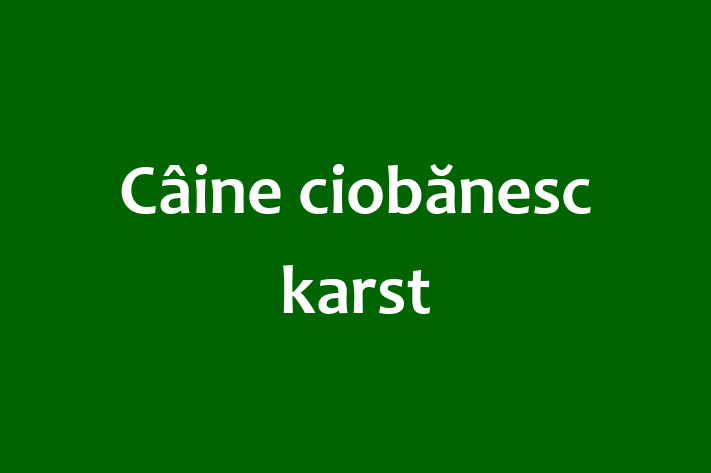 Superb Câine ciobnesc karst Câine de Vnzare in Cimilia