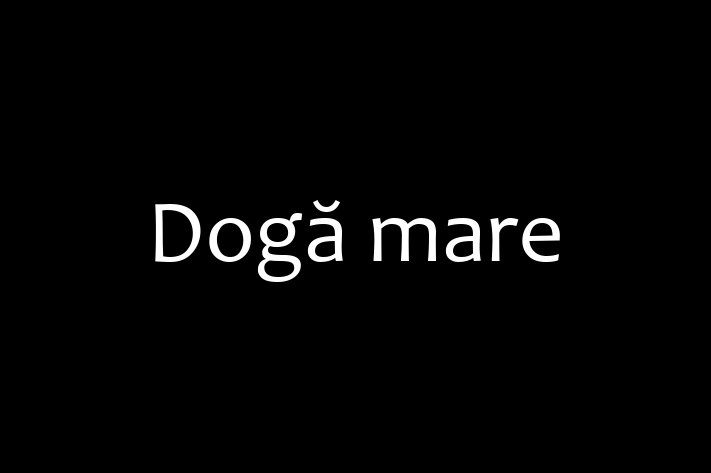 Cine Dog mare de Vnzare in tefan Voda