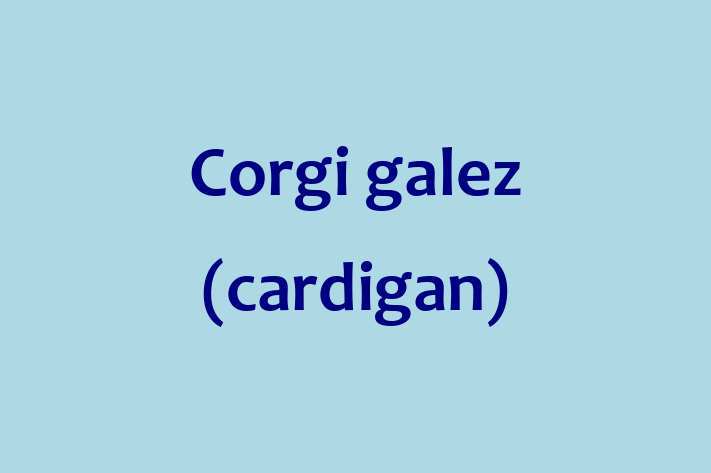 Un Nou Corgi galez cardigan Câine te Ateapt in Taraclia