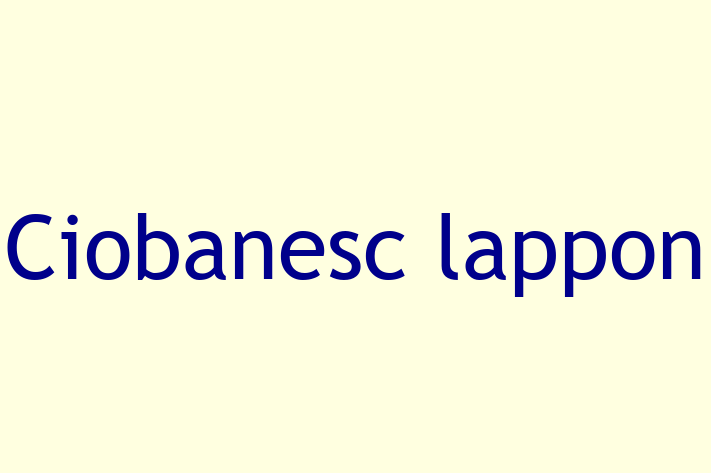 Adoptă acest Ciobanesc lappon de 2 luni, un câine jucăuș și afectuos. Vaccinat și sănătos. Preț: 1,600.00 Lei.
Contactează Adrian la (0263) 597973.