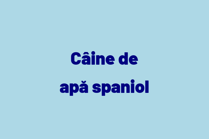 🌟 Întâlnește adorabilul nostru Câine de apă spaniol de 2 ani! Acest câine este energic și amuzant și gata pentru o nouă familie. 📍 Locație: Soroca | 💵 Preț: 1,250.00 Lei
📞 Contactează Sorin la (060) 400 352 pentru a programa o vizită!