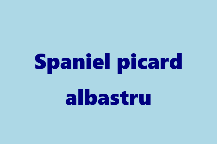 Pui de Spaniel picard albastru Câine de Vnzare in Anenii Noi