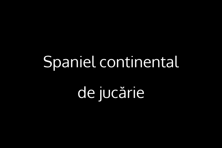 Spaniel continental de jucărie de 1 an caută o casă, Preț: 2,000.00 Lei. Contactează Ionut la (060) 658 257.